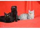 Котята шотландские вислоухие и прямоухие.